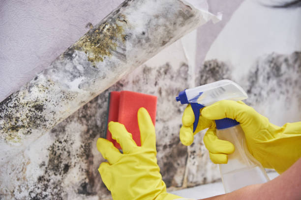 Best Asbestos and Lead Testing During Mold Inspection in Bushyhead, OK